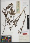 Foto von Salix atrocinerea subsp. galegana Rech. f.